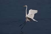 2009-09-26_GrandeAigrette_0376