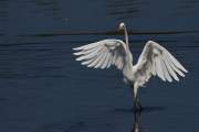 2009-09-27_GrandeAigrette_0874