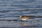 2008-09-07_BecasseauSanderling_0428