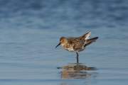 2008-09-08_BecasseauVariable_1501