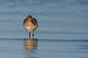 2008-09-08_BecasseauVariable_1507