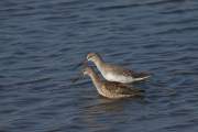 2009-09-23_ChevalierArlequin_9344
