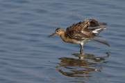 2009-09-23_ChevalierCombattant_9409