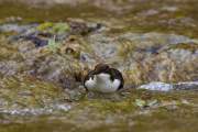 2008-10-20_CinclePlongeur_0461