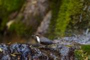 2008-10-20_CinclePlongeur_0492