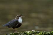 2011-04-22_CinclePlongeur_5894