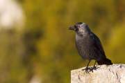 2009-17-05_Choucas_3149