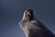 2009-17-05_Choucas_3208