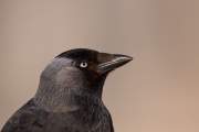 2009-20-05_Choucas_4695