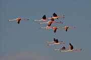 2009-05-04_FlamandRose_1292