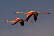 2009-05-04_FlamandRose_1390