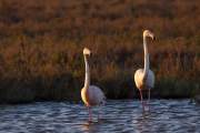 2009-05-05_FlamandRose_1508