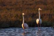 2009-05-05_FlamandRose_1508