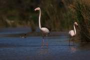 2009-05-05_FlamandRose_1698