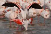 2010-02-21_FlamandRose_3053