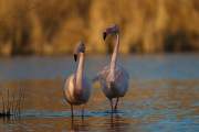 2011-02-06_FlamandRose_4423