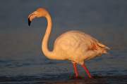 2011-02-06_FlamandRose_4472