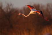 2011-02-06_FlamandRose_4506