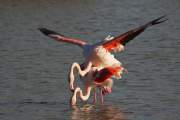 2012-01-07_FlamandRose_0173