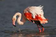 2012-01-07_FlamandRose_6347