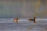 2006-04-22_GrebeHuppe_4872