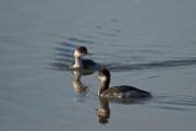 2009-12-05_GrebeCouNoir_8978
