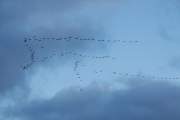 2010-11-19_GrueCendree_0091