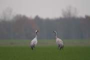 2010-11-21_GrueCendree_1339