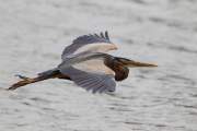 2013-05-10_HeronPourpre_3458