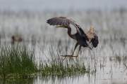 2013-05-26_HeronPourpre_6701
