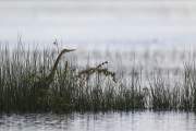 2013-05-26_HeronPourpre_6785