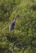 2013-05-27_HeronPourpre_7633