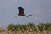 2013-05-27_HeronPourpre_7900
