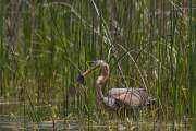 2013-05-27_HeronPourpre_7947