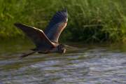 2013-05-28_HeronPourpre_9472