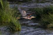 2013-05-28_HeronPourpre_9485