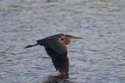 2013-05-28_HeronPourpre_9611