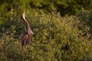 2013-05-28_HeronPourpre_9795