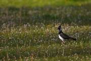 Vanellus vanellus