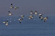 2007-09-28_AvocetteElegante_0420