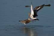 2009-09-26_BargeQueueNoire_0630