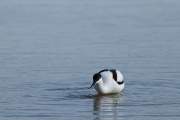 2010-04-16_AvocetteElegante_4276