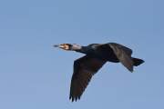 2008-03-13_GrandCormoran_8153