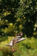 2008-09-08_OieCendree_1833