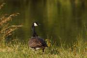 2009-09-25_BernacheCanada_0252