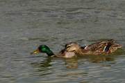 2009-09-27_CoupleColvert_1009