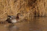 2009-12-04_FuliguleMilouin_8079