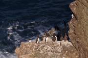 2009-06-23_GuillemotTroil_5512
