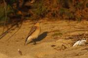 2008-09-13_TraquetMotteux_4892