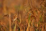 2008-10-19_BruantDesRoseaux_0063